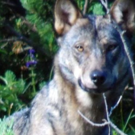 Appello sui rapporti con i lupi «Pacifica convivenza urgente»