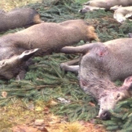 Due morti in due giorni. E’ cominciata la stagione della caccia!